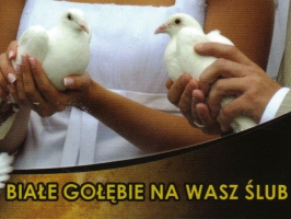 Dwa Gołębie Na ślub Malbork - Białe gołębie na wasz ślub